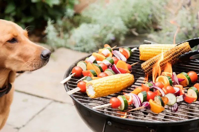 The Best Diet for Senior Pets