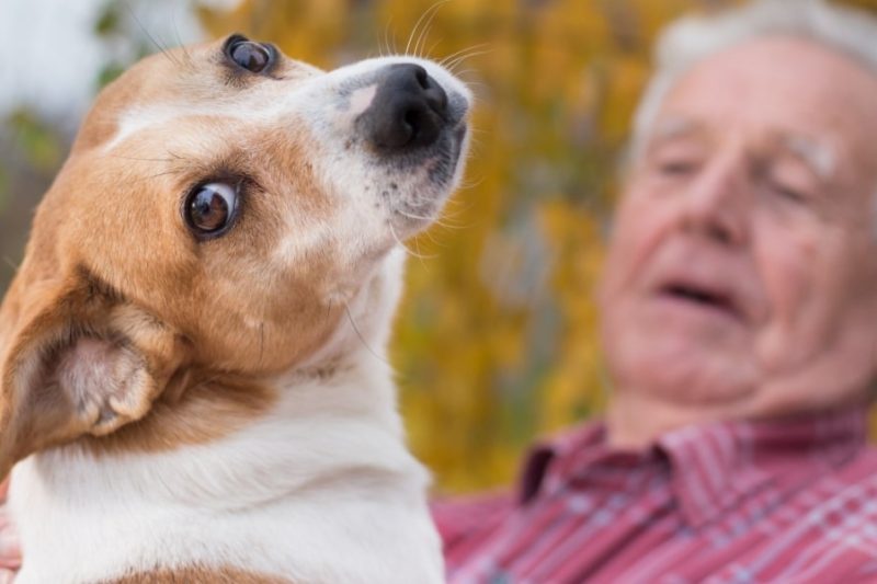 Signs of Stress in Cats and Dogs