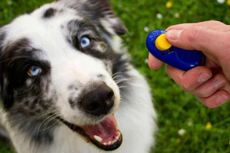 Clicker Training: Does It Really Work?