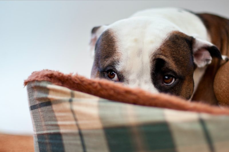 Separation Anxiety in Dogs: Signs and Solutions