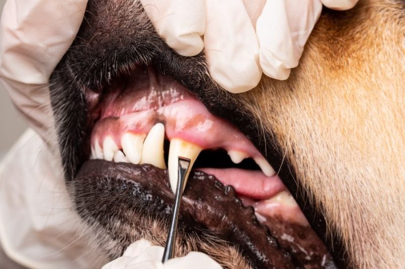 Dental Health: The Overlooked Part of Pet Care