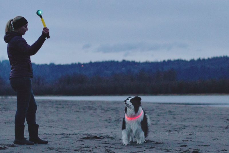 Teaching Recall: The Most Important Command