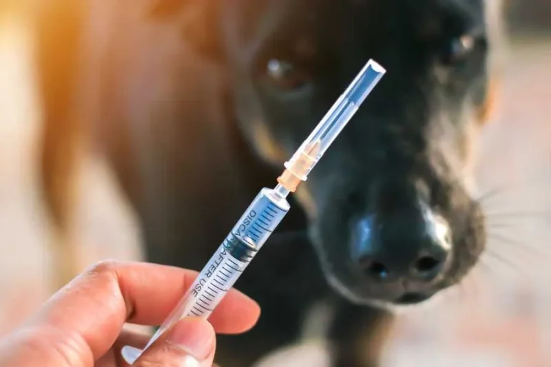 Understanding Vaccination Schedules