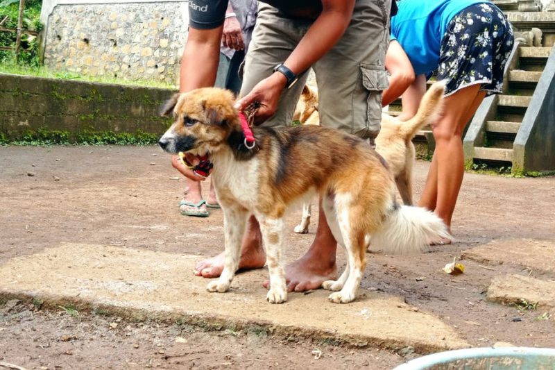 How to Build a Lifetime of Trust With Your Pet