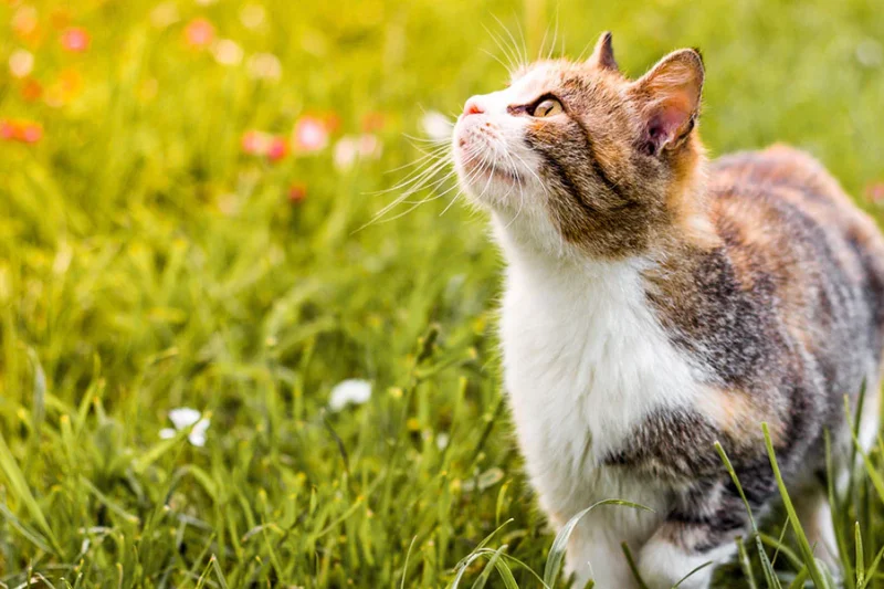 Creating the Perfect Pet-Friendly Backyard