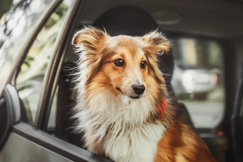 How Genetics Influence Your Cat’s Personality