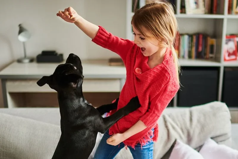 Seasonal Activities to Enjoy With Your Dog