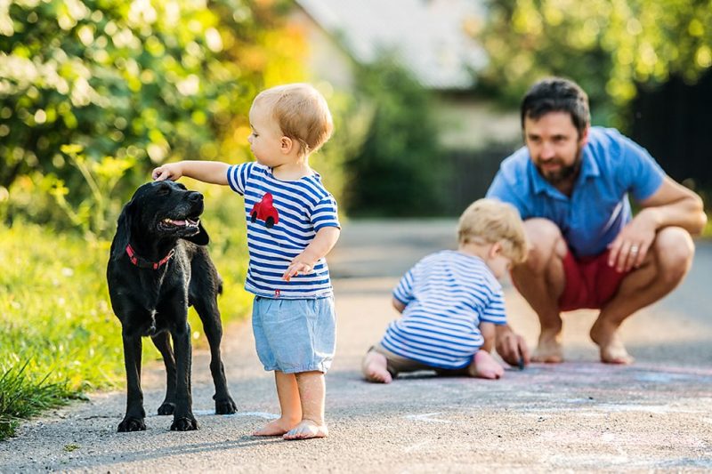 The Emotional Bond Between Humans and Pets