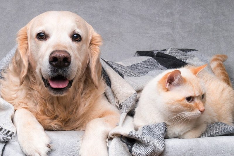 The Science Behind Coat Colors and Patterns in Pets