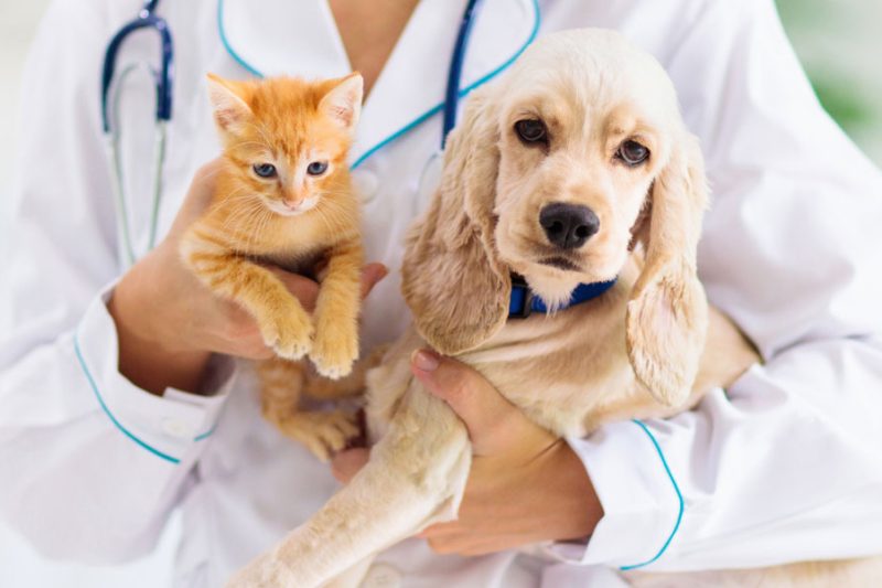 Recognizing Pain in Pets (It’s Not Always Obvious)