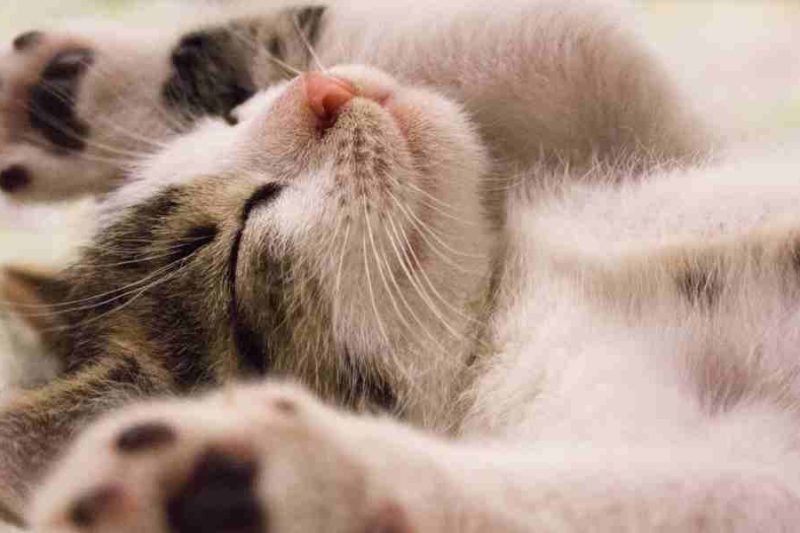 How to Decode Your Cat’s Body Language